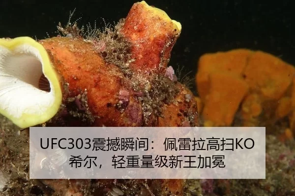 UFC303震撼瞬间：佩雷拉高扫KO希尔，轻重量级新王加冕